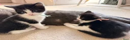Mixed Breed cats for sale: Kittens available  - Advert 11