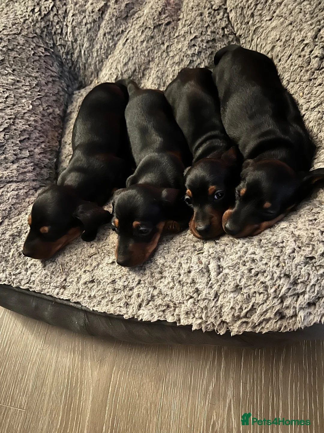 Miniature Dachshund dogs for sale: Absolutely stunning miniature Dacshund pups - Advert 2
