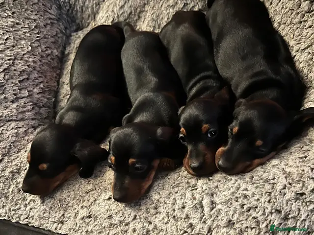 Miniature Dachshund dogs for sale: Absolutely stunning miniature Dacshund pups - Advert 2