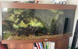 Cichlids fish for sale: Juwel 4ft tank and Tropheus Duboisi x2 - Image 1
