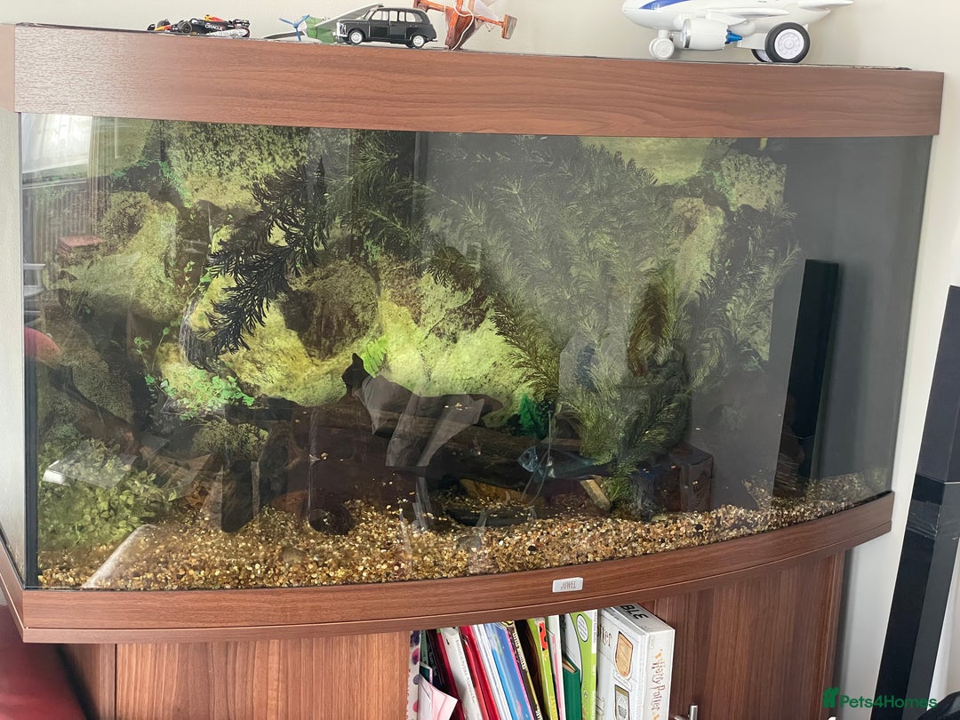 Cichlids fish for sale: Juwel 4ft tank and Tropheus Duboisi x2 - Image 1