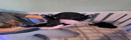 Cockapoo dogs for sale: Cockapoo pups in Widnes - Advert 9