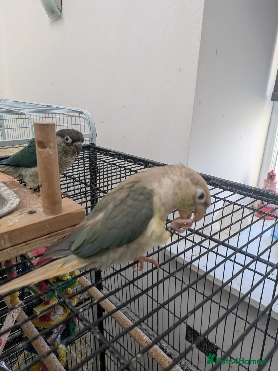 Conures birds for sale: Green cheek conures cinnamon and turquoise  - Advert 8