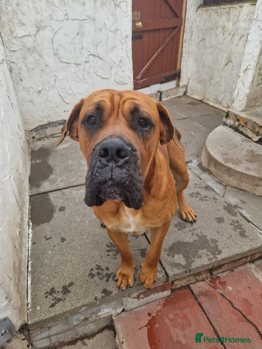 Mixed Breed dogs for stud: Big Lad for Stud - Image 3