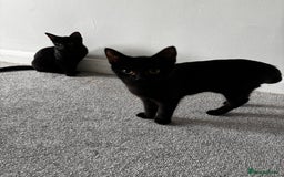 British Shorthair cats for sale: Kittens urgently need a new home - Image 8