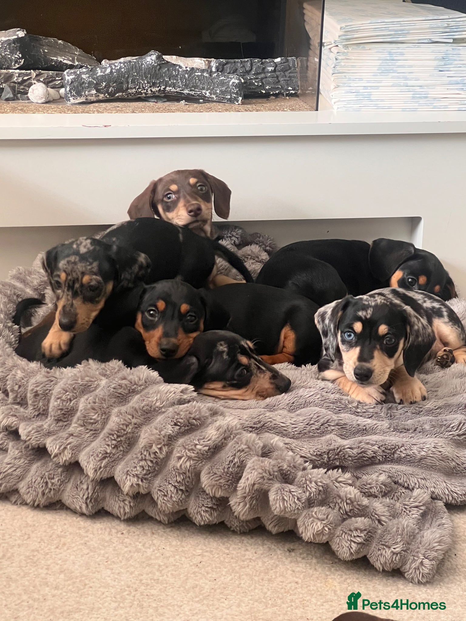 Miniature Dachshund dogs KC registered miniature dachshunds READY NOW - Advert 16