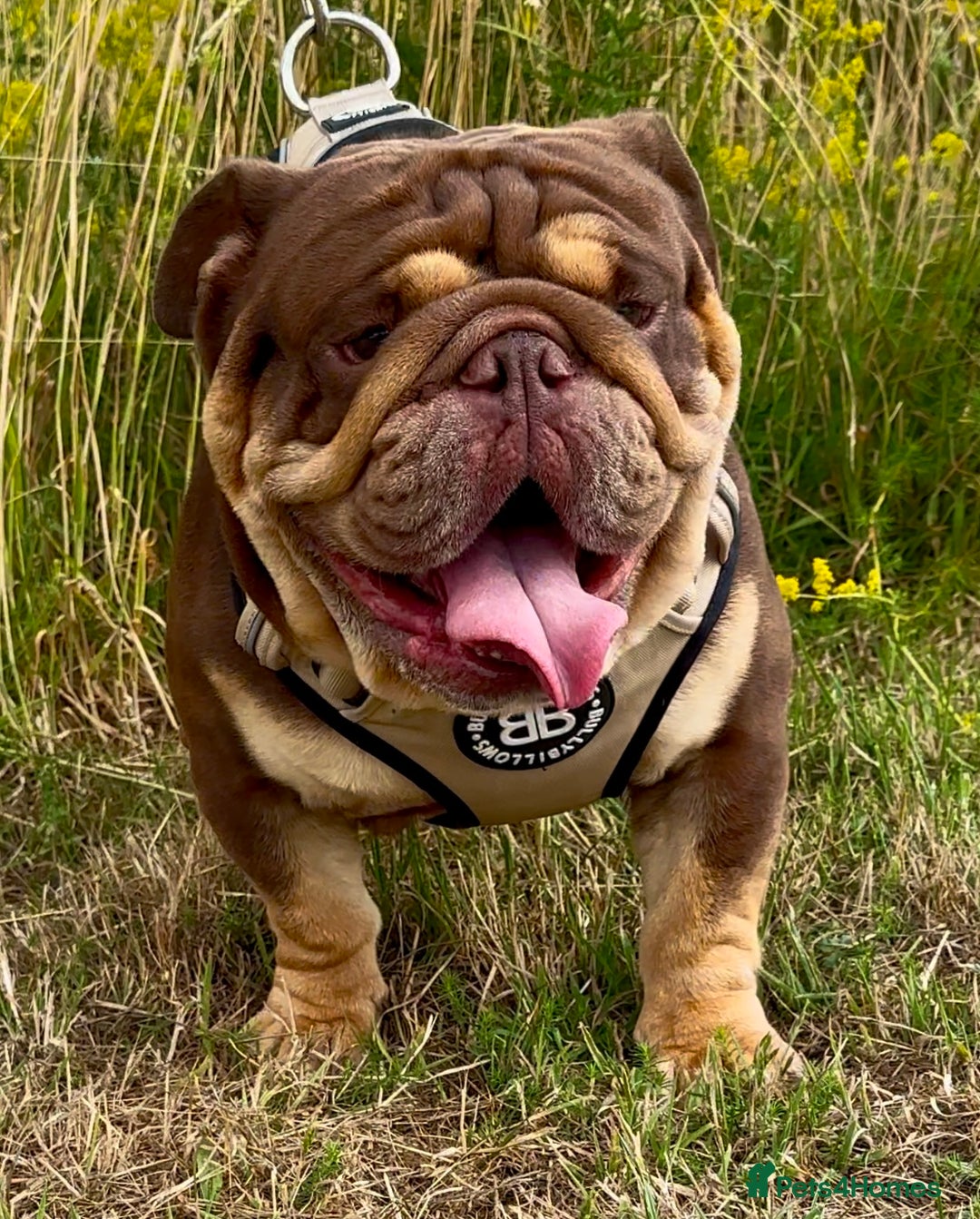 English Bulldog dogs for stud: 🍫🍫 CHOCOLATE & TAN BOY 🍫🍫 in Southend-on-Sea - Image 7
