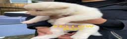 Akita dogs for sale: Beautiful Japanese Akita Puppies - Advert 14