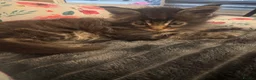 Maine Coon cats for sale: 4 fluffs for sale - Advert 20