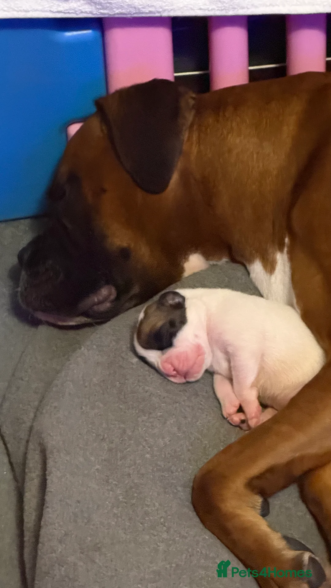 Boxer dogs for sale: Stunning White boy. - Advert 9