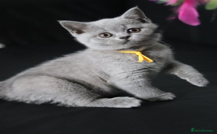 British Shorthair cats - Advert 4