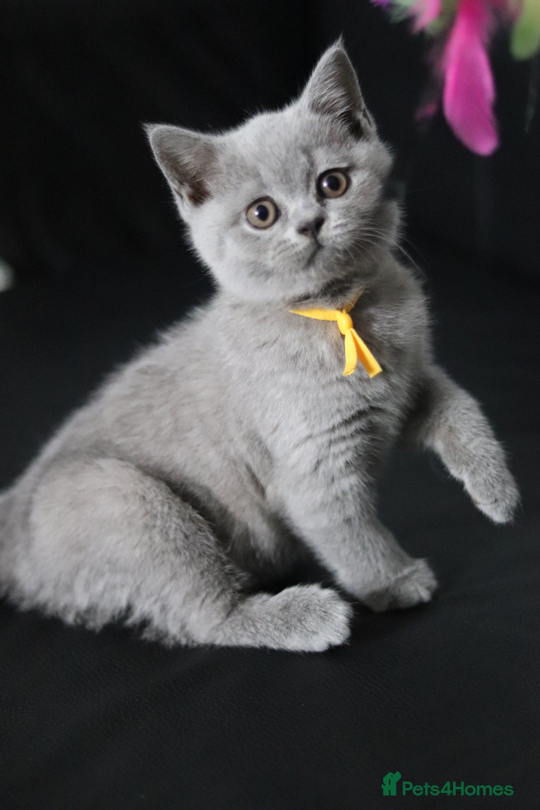 British Shorthair cats for sale: ✨️Outstanding GCCF Grand Chmp Line BSH ❤️ - Image 1