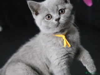 British Shorthair cats - Advert 27