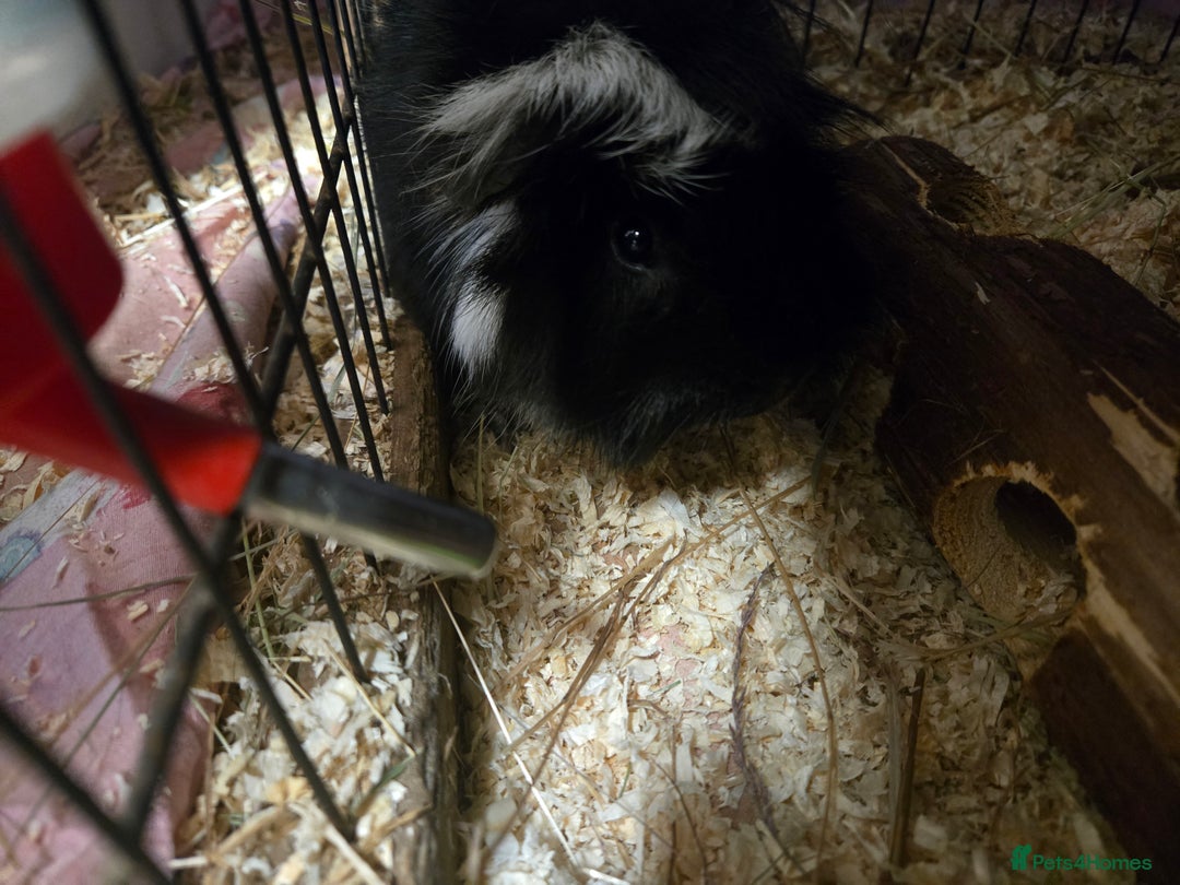 Guinea Pig rodents for sale: Lovely guinea pig - Advert 2