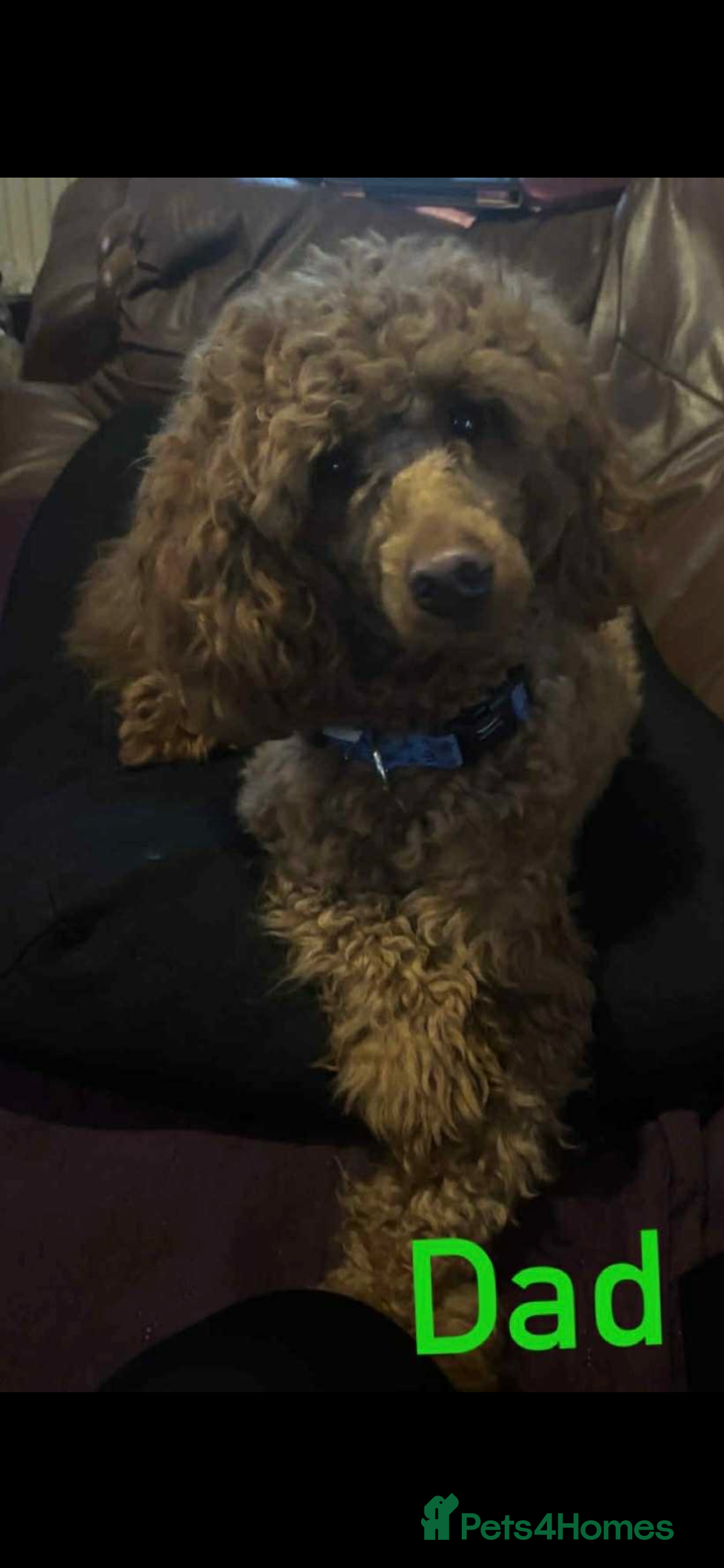 Miniature Poodle dogs for sale: Miniature poodles  - Image 6