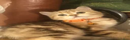 British Shorthair cats for sale: British shorthair kittens  - Advert 6
