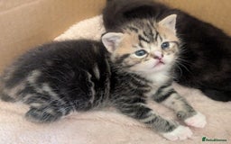 Mixed Breed cats for sale: 2 Sisters 1 Tabby and 1 Tuxedo Persian Mix - Image 24