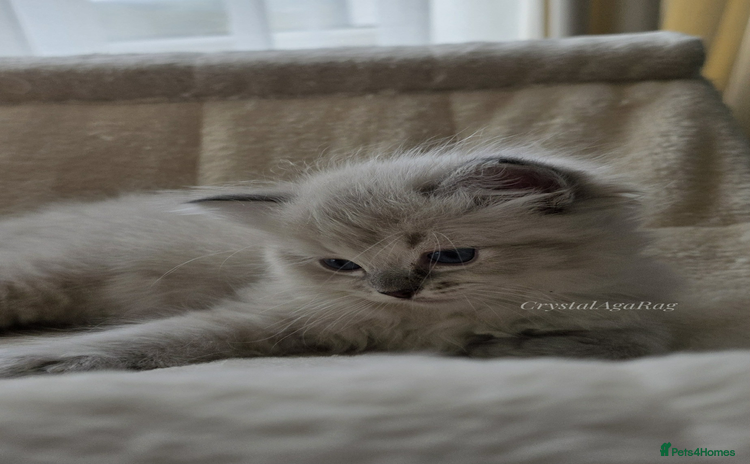 Ragdoll cats - Advert 13