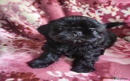 Shih Tzu dogs for sale: Shih Tzu Puppies for Sale - Image 11