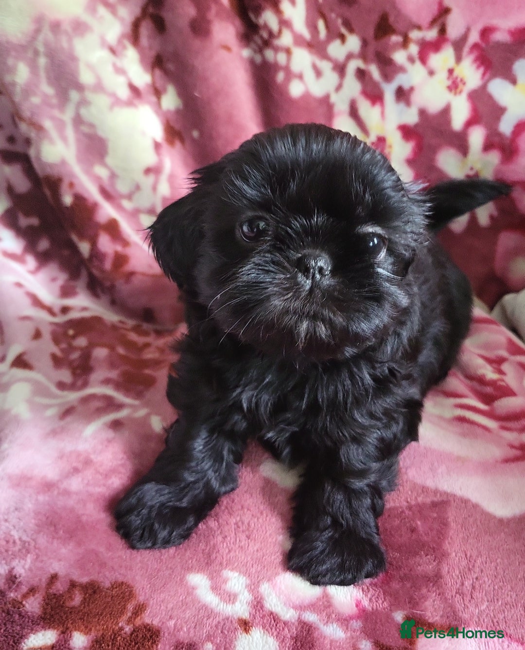 Shih Tzu dogs for sale: Shih Tzu Puppies for Sale - Image 11