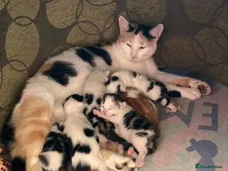 Mixed Breed cats Adorable kittens - Advert 1