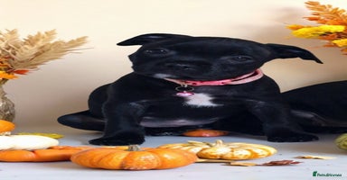 Staffordshire Bull Terrier dogs - Advert 14