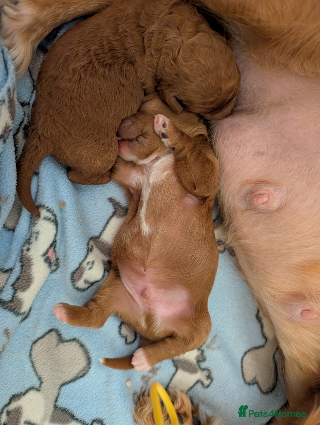 Cavapoo dogs for sale: F1B Deep Fox Red Puppies - Advert 3