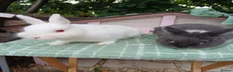 Netherland Dwarf rabbits for sale: Netherland dwarfs - Advert 2