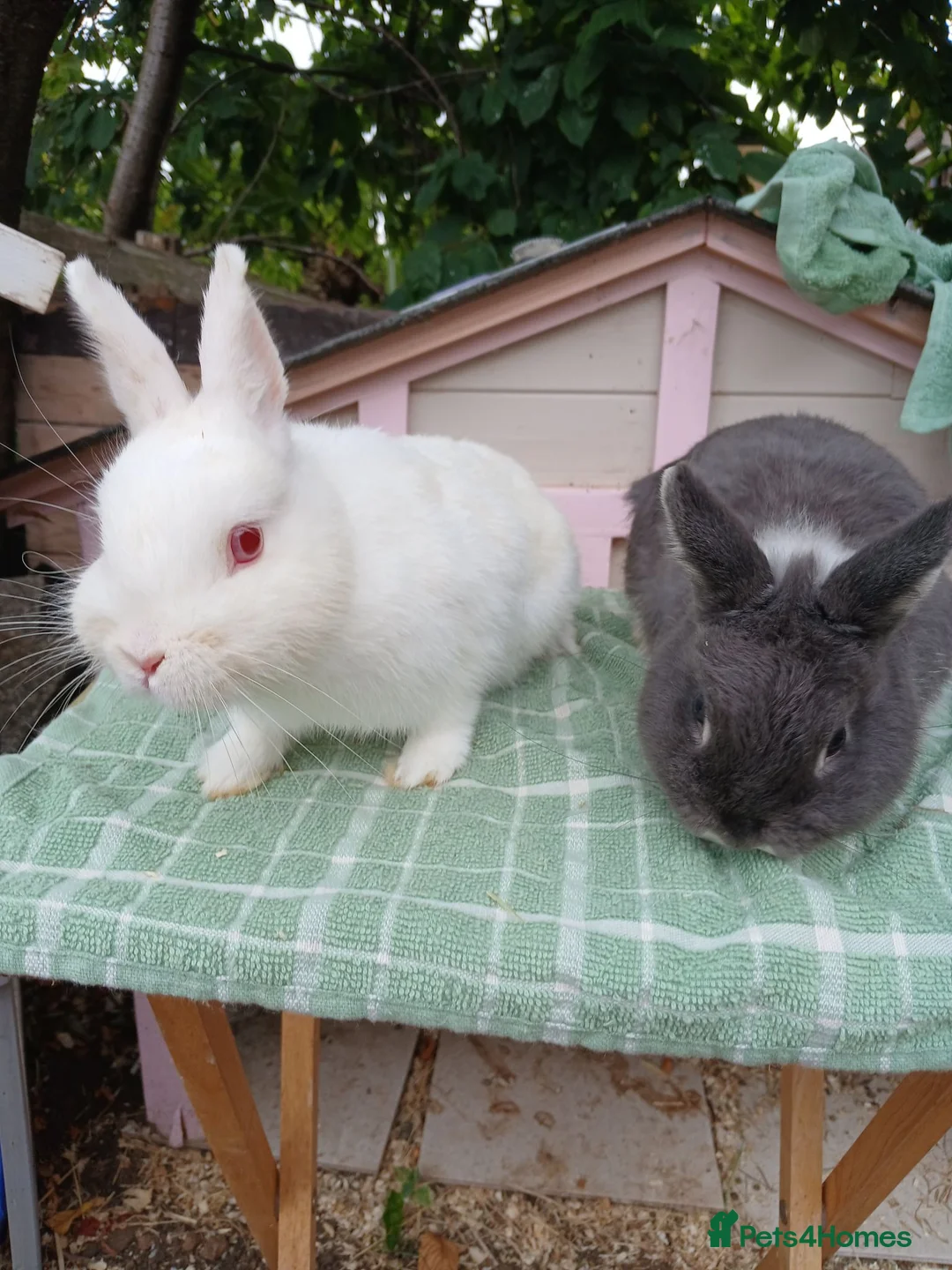 Netherland Dwarf rabbits for sale: Netherland dwarfs - Advert 2