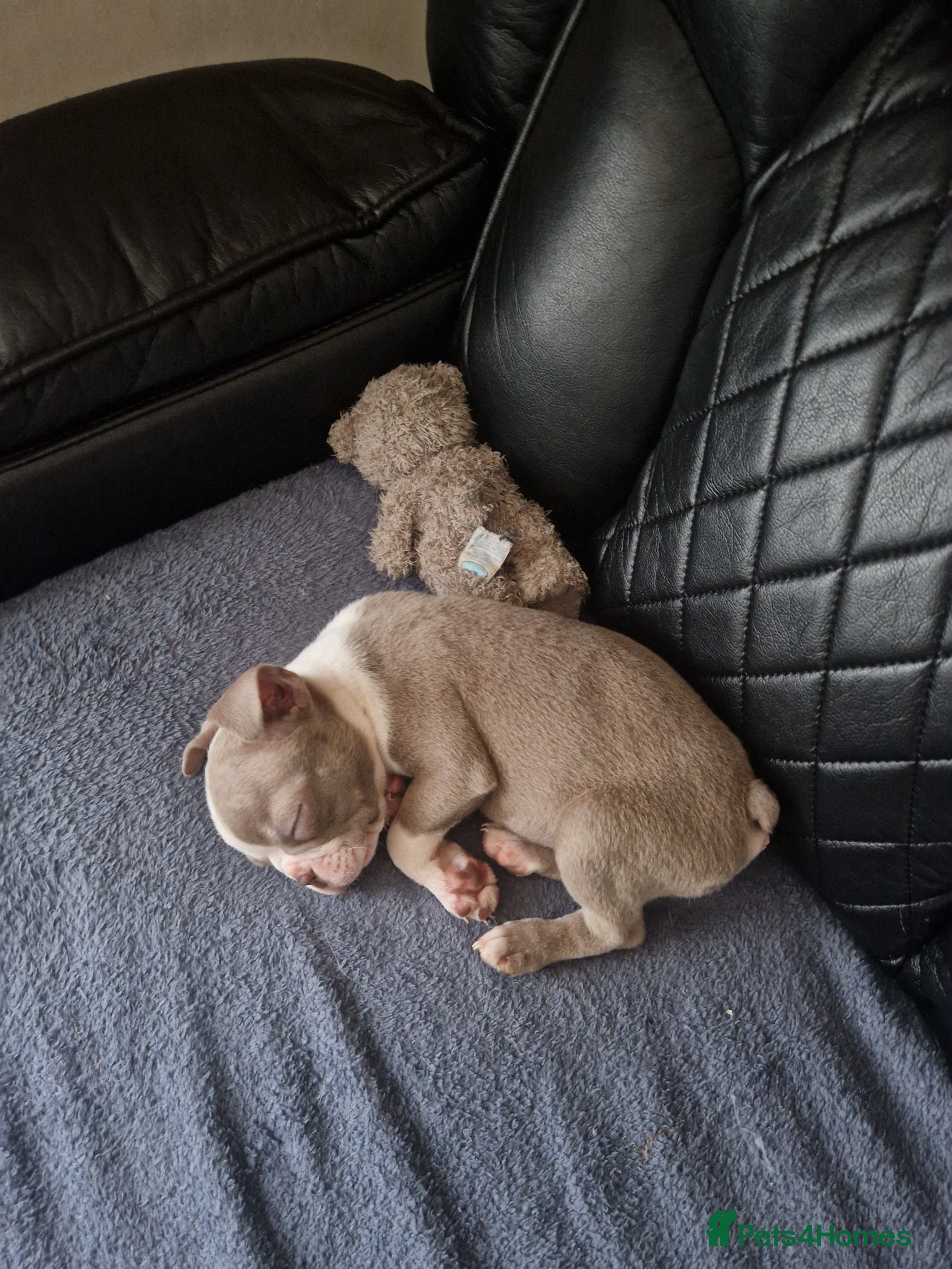 Boston Terrier dogs Stunning KC Champagne boston bitch for sale  - Advert 2