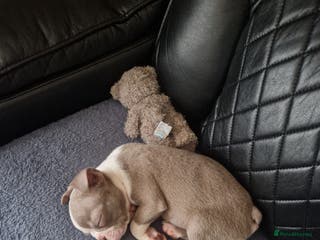 Boston Terrier dogs Stunning KC Champagne boston bitch for sale - Advert 1