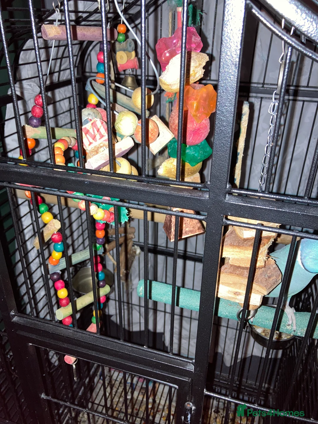 Parakeets birds for sale: 6 year old male Indian Ringneck - Advert 3