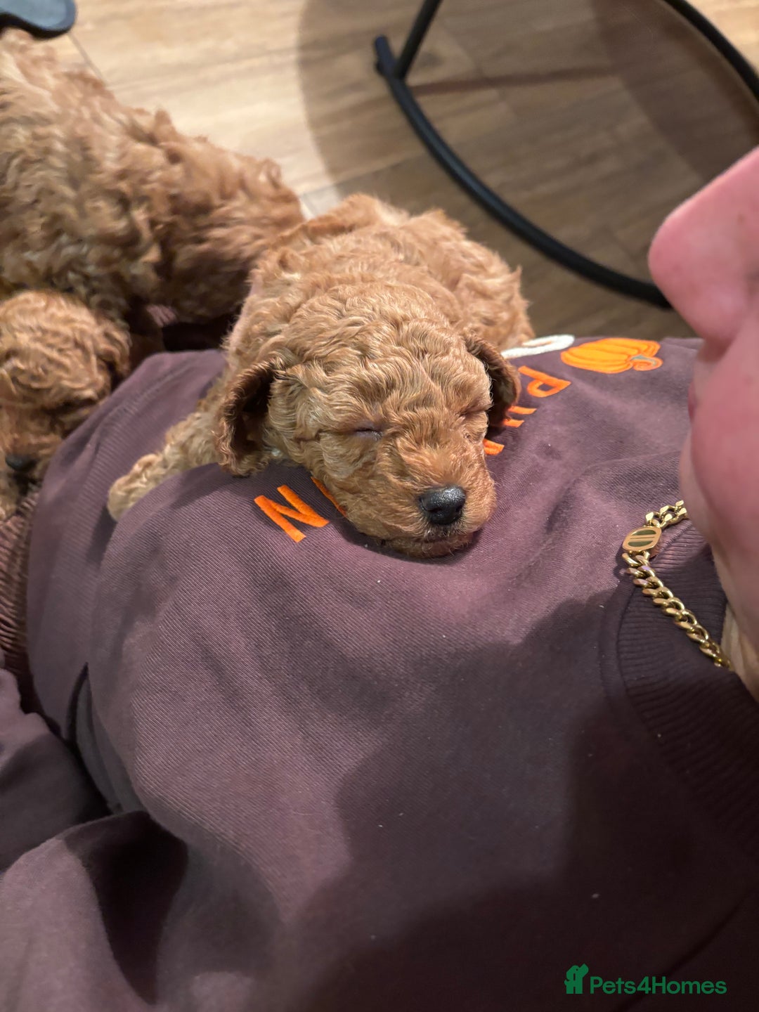 Mixed Breed dogs for sale: X1 beautiful red miniature left (boy)  - Image 6