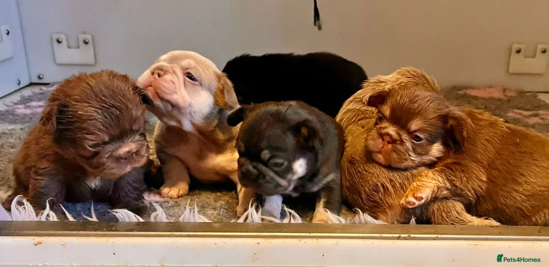 French Bulldog dogs for stud: New shade & tan carrying fluffy & cream - Advert 8