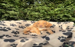 Cocker Spaniel dogs for sale: 5 beautiful cocker spaniels  - Advert 7