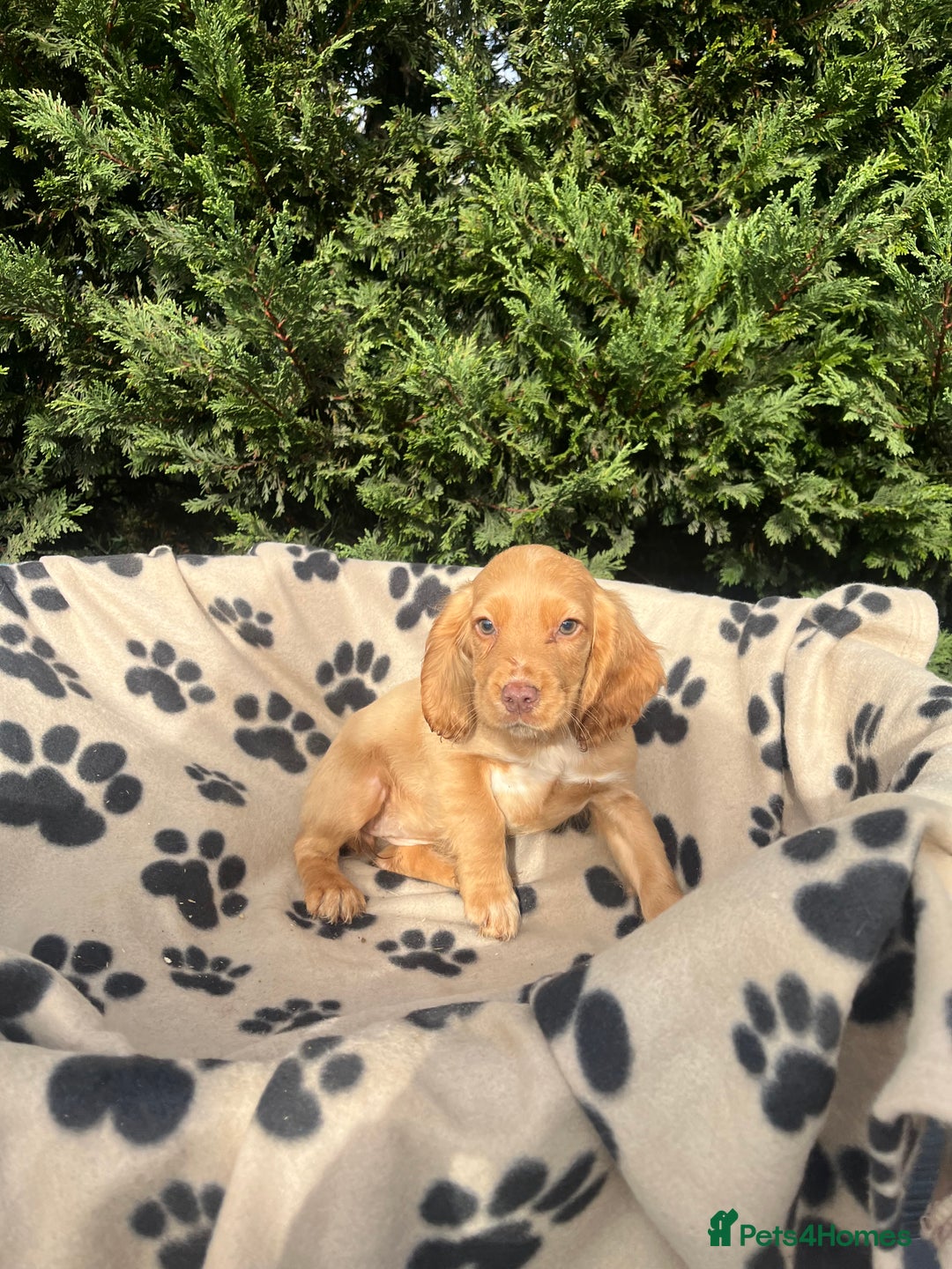 Cocker Spaniel dogs for sale: 5 beautiful cocker spaniels  - Advert 7