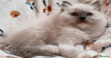 Ragdoll cats - Advert 12