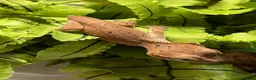 Gecko reptiles for sale: CB25 Crested Geckos | Dalmatian & Lily White  - Advert 10