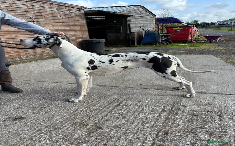 Great Dane dogs - Advert 3