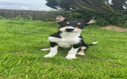 Mixed Breed dogs for sale: 16 week old collie/kelpi - Image 1
