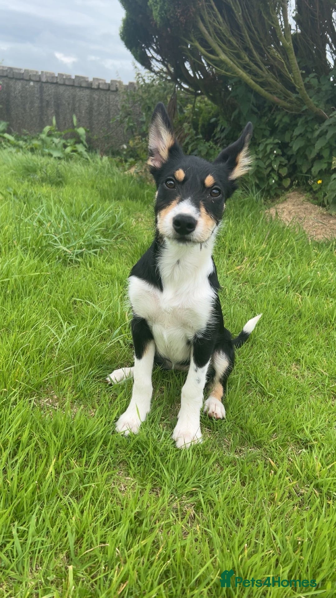 Mixed Breed dogs for sale: 16 week old collie/kelpi - Image 1