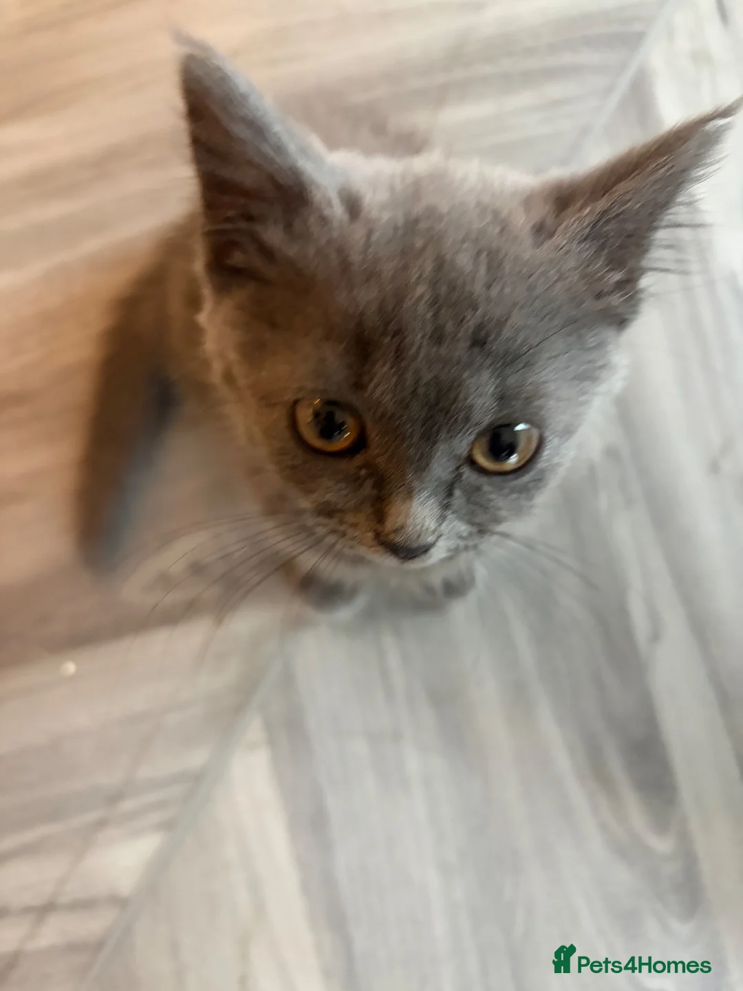 Mixed Breed cats for sale: Blue cat  - Advert 5