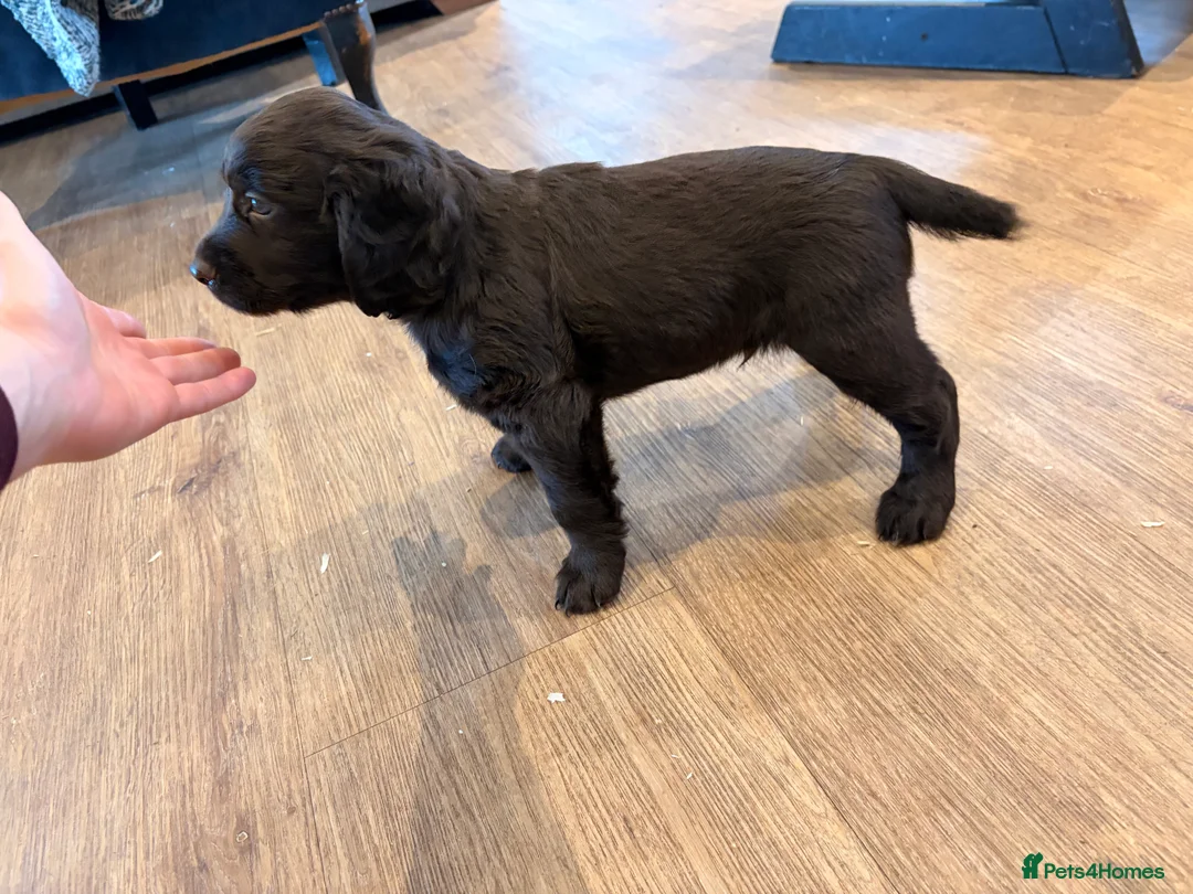 Cocker Spaniel dogs for sale: Working Coker spaniel boy  - Advert 1