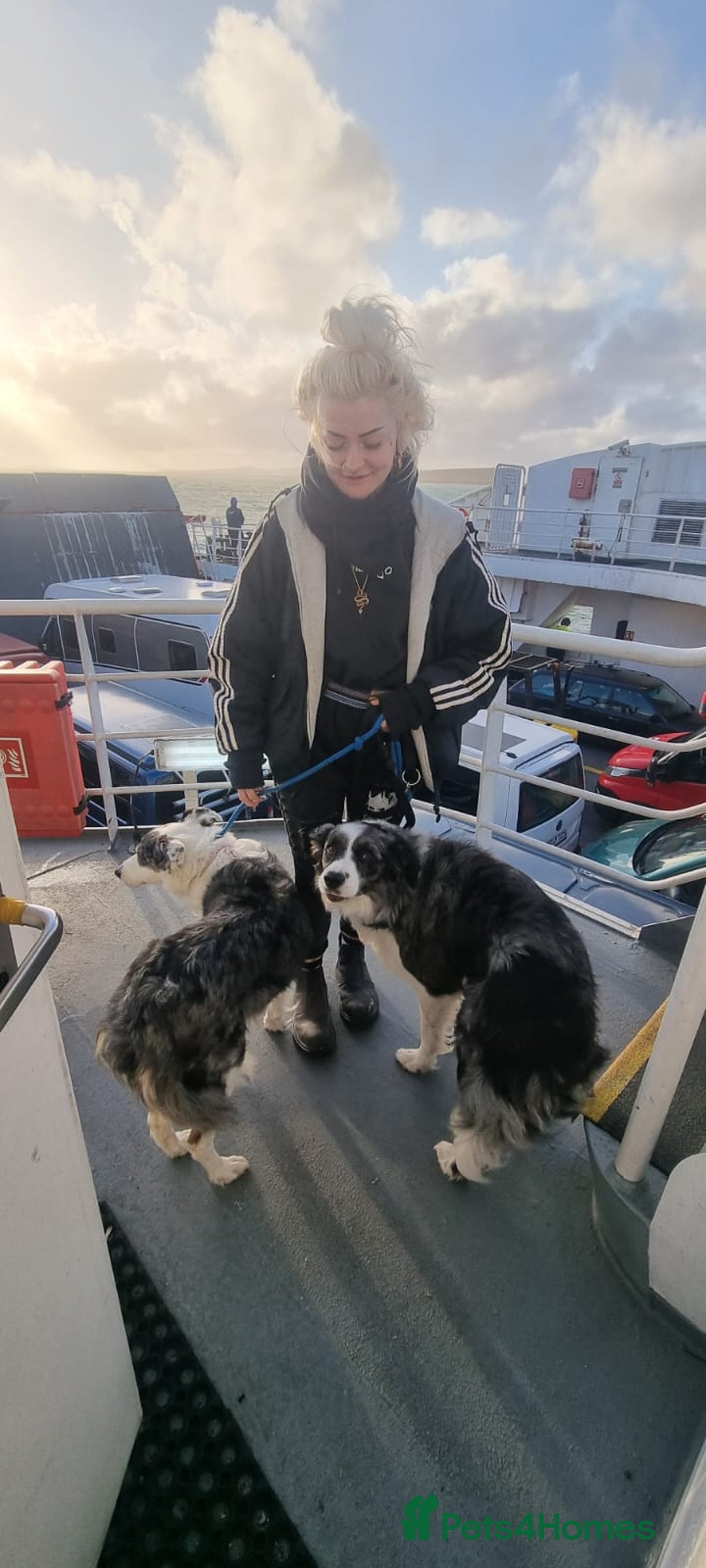 Border Collie dogs for stud: *proven* health tested working merle border collie in Leeds - Image 6