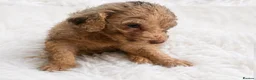 Labradoodle dogs for sale: Beautiful labradoodle puppies 🐶 - Advert 5
