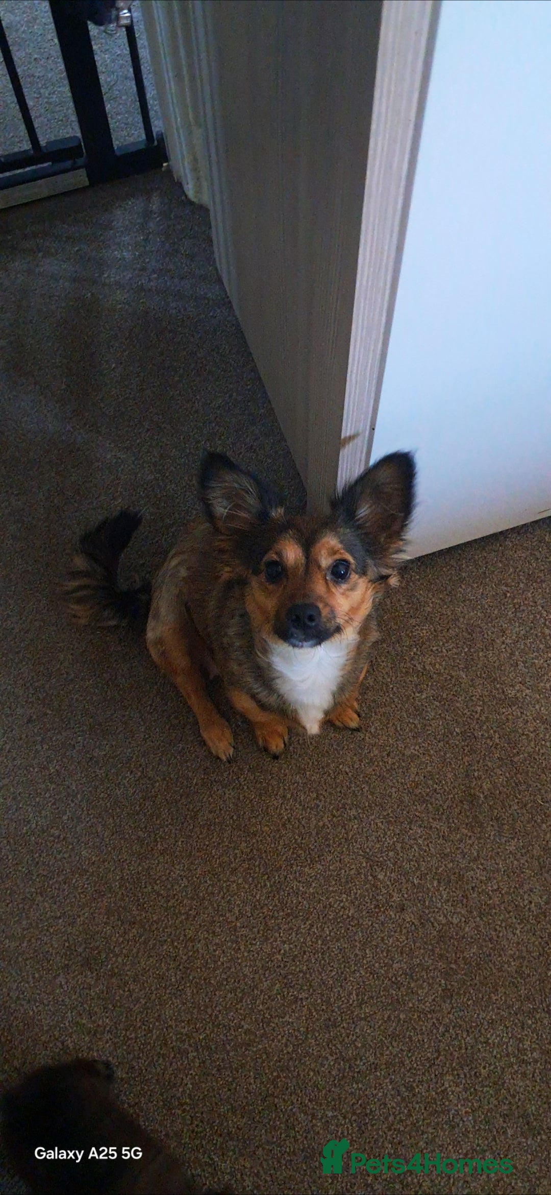 Mixed Breed dogs for sale: 12 week old puppy - Advert 2