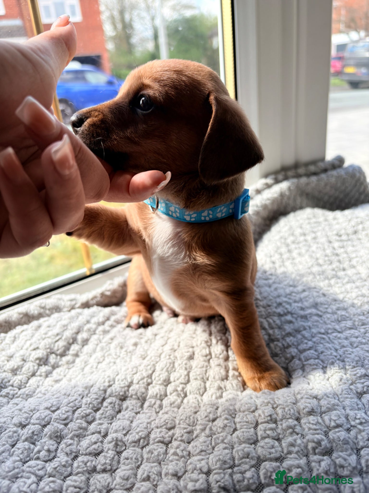 Jackshund dogs Gorgeous Jackshund (JRT x Dachshund) pups - Advert 1