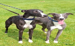 Whippet dogs for stud: Classy Smart Blue Boy 19.5tts.Sportingbred. - Image 34