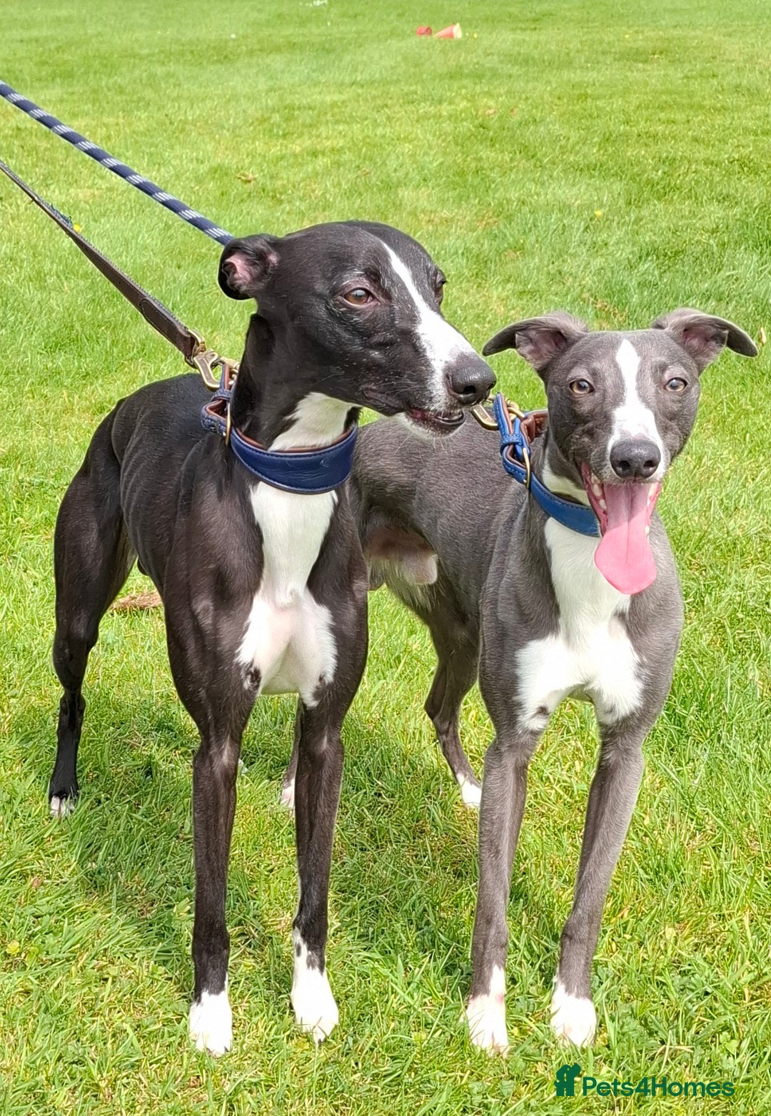 Whippet dogs for stud: Classy Smart Blue Boy 19.5tts.Sportingbred. - Image 34