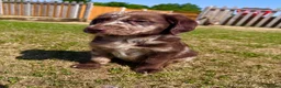 Labradoodle dogs for sale: Chocolate & Chocolate Merle Labradoodle Babies 🐾 - Advert 16